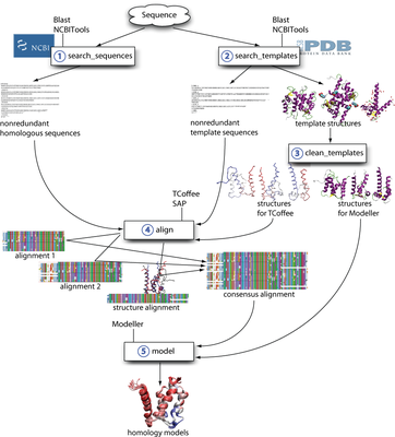 homology modelling workflow